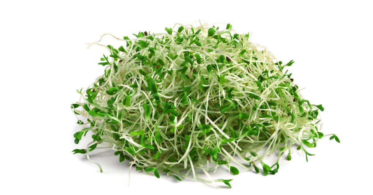 germogli di erba medica - rimedi naturali contro l'osteoporosi